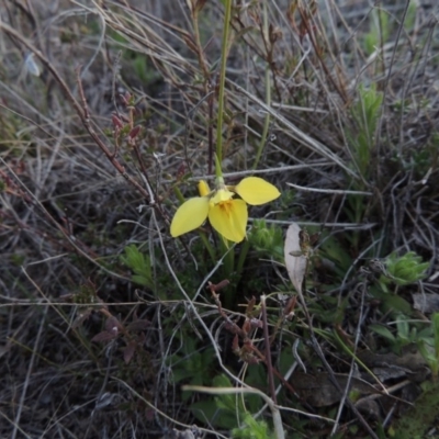 Diuris chryseopsis (Golden Moth) at Rob Roy Range - 8 Sep 2014 by michaelb