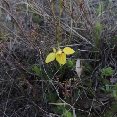 Diuris chryseopsis (Golden Moth) at Tuggeranong DC, ACT - 8 Sep 2014 by MichaelBedingfield