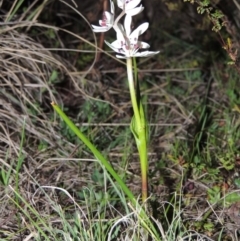 Wurmbea dioica subsp. dioica (Early Nancy) at Tennent, ACT - 10 Sep 2014 by MichaelBedingfield