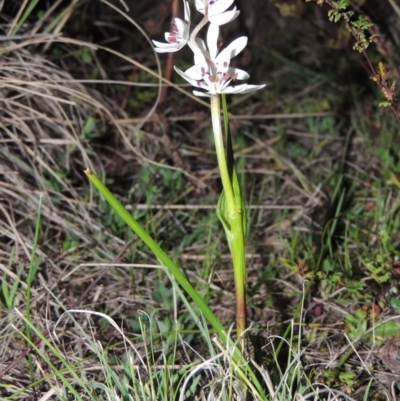 Wurmbea dioica subsp. dioica (Early Nancy) at Gigerline Nature Reserve - 10 Sep 2014 by michaelb