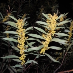 Acacia rubida (Red-stemmed Wattle, Red-leaved Wattle) at Tennent, ACT - 10 Sep 2014 by MichaelBedingfield