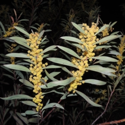 Acacia rubida (Red-stemmed Wattle, Red-leaved Wattle) at Gigerline Nature Reserve - 10 Sep 2014 by michaelb