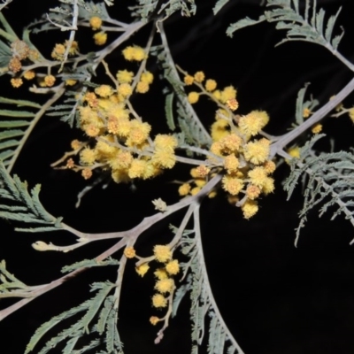 Acacia dealbata (Silver Wattle) at Gigerline Nature Reserve - 10 Sep 2014 by michaelb