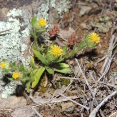 Triptilodiscus pygmaeus (Annual Daisy) at Tennent, ACT - 10 Sep 2014 by michaelb