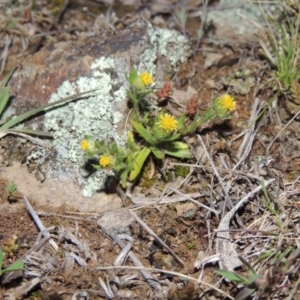 Triptilodiscus pygmaeus at Tennent, ACT - 10 Sep 2014