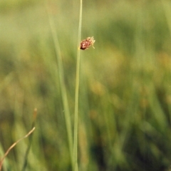 Schoenoplectus pungens (Common Three-Square) at Gordon, ACT - 3 Apr 2007 by MichaelBedingfield