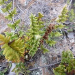 Cheilanthes distans (Bristly Cloak Fern) at Tuggeranong Pines - 8 Sep 2014 by MichaelMulvaney