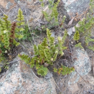 Cheilanthes distans at Tuggeranong Pines - 8 Sep 2014