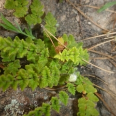 Cheilanthes distans (Bristly cloak fern) at Melrose - 7 Sep 2014 by MichaelMulvaney