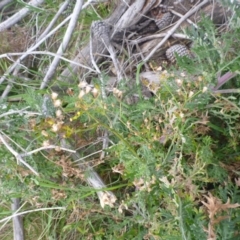 Senecio bathurstianus (Rough Fireweed) at QPRC LGA - 7 Sep 2014 by MichaelMulvaney