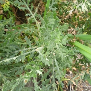 Senecio bathurstianus at Tralee, NSW - 8 Sep 2014