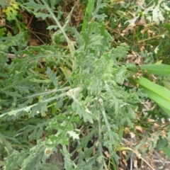 Senecio bathurstianus at Tralee, NSW - 8 Sep 2014