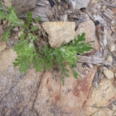 Senecio bathurstianus (Rough Fireweed) at Old Tuggeranong TSR - 8 Sep 2014 by MichaelMulvaney