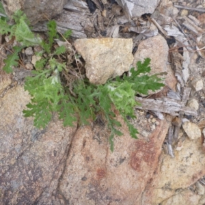 Senecio bathurstianus at Old Tuggeranong TSR - 8 Sep 2014