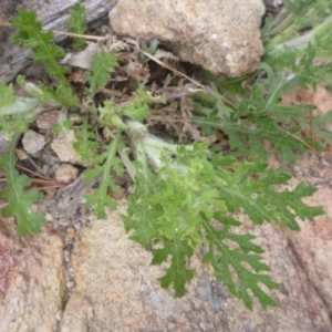 Senecio bathurstianus at Old Tuggeranong TSR - 8 Sep 2014