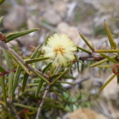 Acacia ulicifolia (Prickly Moses) at Chisholm, ACT - 7 Sep 2014 by MichaelMulvaney