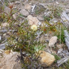 Acacia ulicifolia at Old Tuggeranong TSR - 8 Sep 2014 12:00 AM