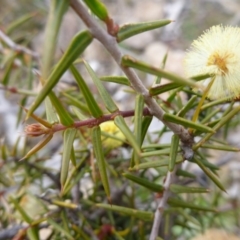 Acacia ulicifolia at Old Tuggeranong TSR - 8 Sep 2014 12:00 AM