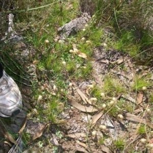 Diplodium truncatum at Tuggeranong DC, ACT - suppressed