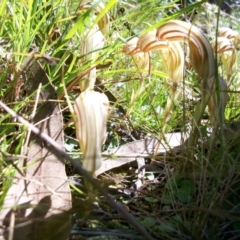 Diplodium truncatum at Tuggeranong DC, ACT - suppressed