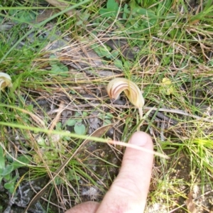 Diplodium truncatum at Tuggeranong DC, ACT - suppressed