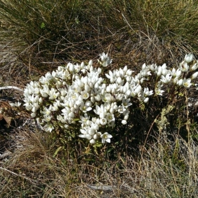 Gentianella sp. (A Gentian) at Cotter River, ACT - 23 Feb 2014 by jeremyahagan