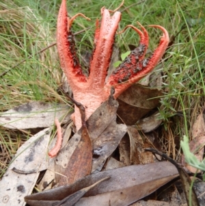 Clathrus archeri at Rendezvous Creek, ACT - 17 Dec 2011