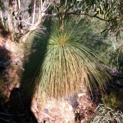 Xanthorrhoea glauca subsp. angustifolia (Grey Grass-tree) at Lower Cotter Catchment - 12 Mar 2011 by jeremyahagan
