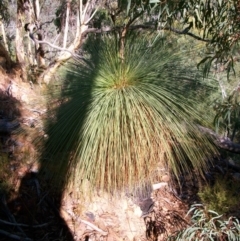 Xanthorrhoea glauca subsp. angustifolia (Grey Grass-tree) at Lower Cotter Catchment - 12 Mar 2011 by jeremyahagan