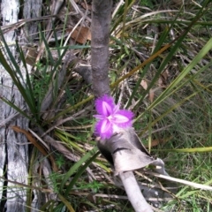Thysanotus patersonii (Twining Fringe Lily) at Mount Clear, ACT - 26 Feb 2011 by jeremyahagan