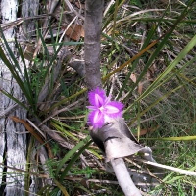 Thysanotus patersonii (Twining Fringe Lily) at Mount Clear, ACT - 26 Feb 2011 by jeremyahagan