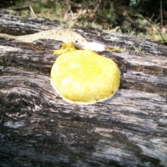 Fuligo septica (Scrambled egg slime) at Mount Clear, ACT - 26 Feb 2011 by jeremyahagan
