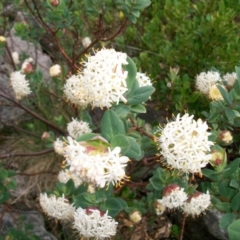 Pimelea ligustrina subsp. ciliata at Bimberi, NSW - 9 Dec 2012 by jeremyahagan
