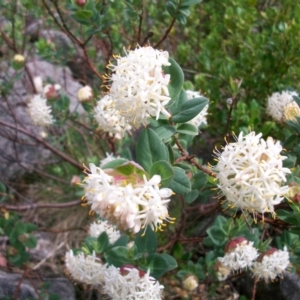 Pimelea ligustrina subsp. ciliata at Bimberi, NSW - 9 Dec 2012 10:44 AM