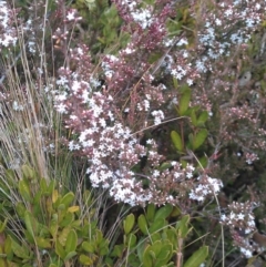 Styphelia attenuatus (Small-leaved Beard Heath) at Cotter River, ACT - 28 Jul 2012 by jeremyahagan