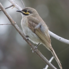 Caligavis chrysops (Yellow-faced Honeyeater) at Gordon, ACT - 6 Dec 2015 by michaelb