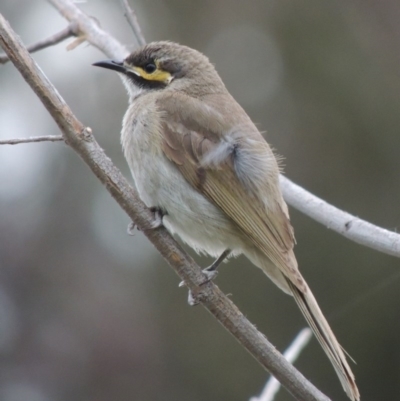 Caligavis chrysops (Yellow-faced Honeyeater) at Gordon, ACT - 6 Dec 2015 by MichaelBedingfield