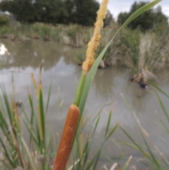 Typha domingensis (Bullrush) at Gordon, ACT - 6 Dec 2015 by michaelb