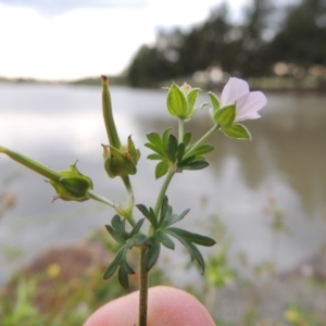 Geranium retrorsum at Gordon, ACT - 6 Dec 2015 06:53 PM