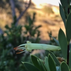 Styphelia triflora at Jerrabomberra, NSW - 10 Jan 2016 09:05 AM