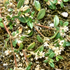 Alternanthera sp. A Flora of NSW (M. Gray 5187) J. Palmer at Farrer Ridge - 6 Jan 2016 12:00 AM