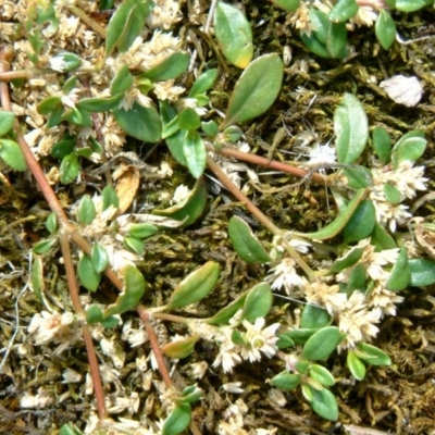 Alternanthera sp. A Flora of NSW (M. Gray 5187) J. Palmer at Farrer Ridge - 5 Jan 2016 by julielindner