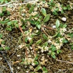 Alternanthera sp. A Flora of NSW (M. Gray 5187) J. Palmer at Farrer Ridge - 6 Jan 2016 12:00 AM