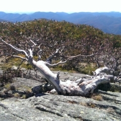 Eucalyptus pauciflora subsp. debeuzevillei (A Snow Gum) at Cotter River, ACT - 17 Nov 2013 by jeremyahagan