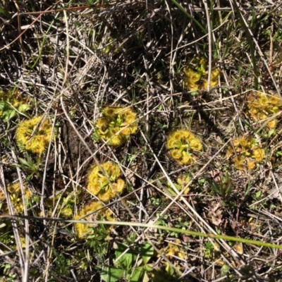 Drosera (genus) (A Sundew) at Gungahlin, ACT - 7 Sep 2014 by AaronClausen