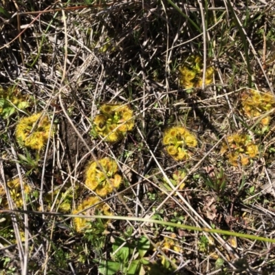 Drosera sp. (A Sundew) at Goorooyarroo NR (ACT) - 7 Sep 2014 by AaronClausen