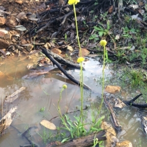 Craspedia variabilis at Majura, ACT - 10 Sep 2014