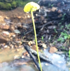 Craspedia variabilis at Majura, ACT - 10 Sep 2014