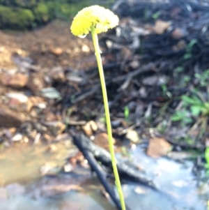 Craspedia variabilis at Majura, ACT - 10 Sep 2014