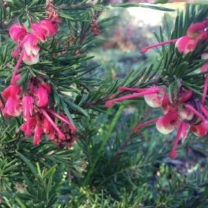 Grevillea rosmarinifolia subsp. rosmarinifolia at Watson, ACT - 10 Sep 2014